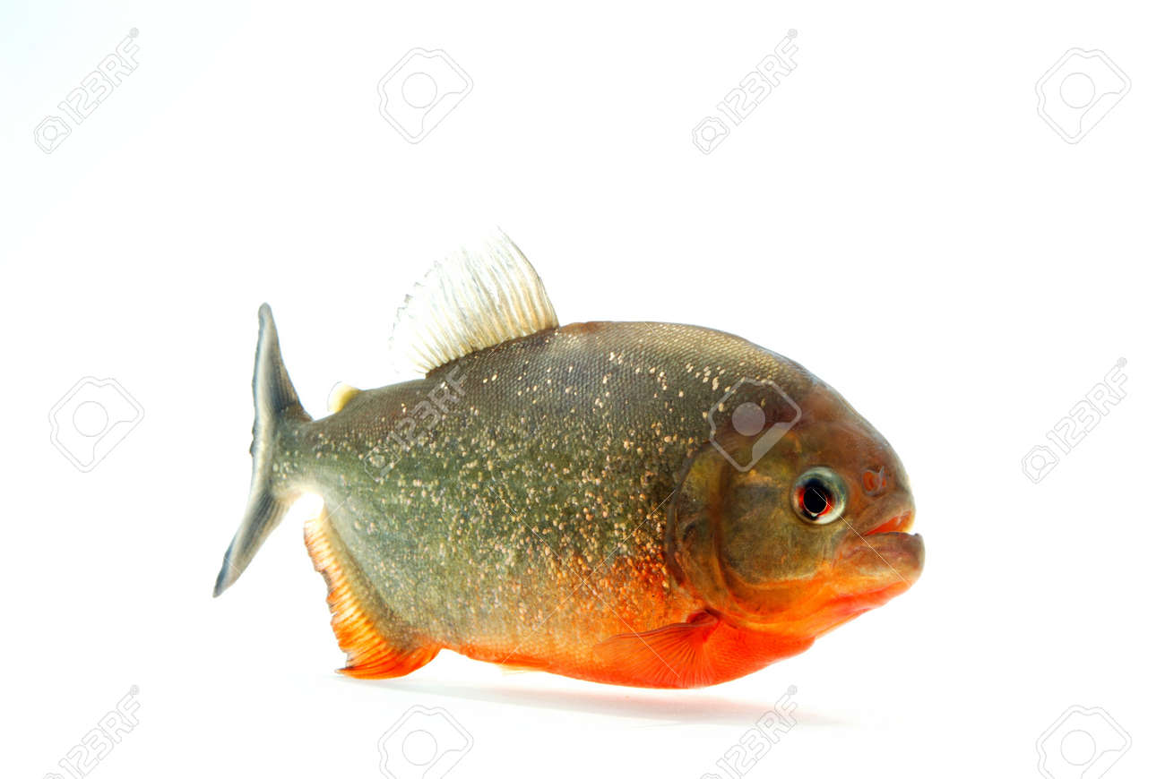 ピラニア の写真素材 画像素材 Image ピラニア の写真素材 画像素材 Image