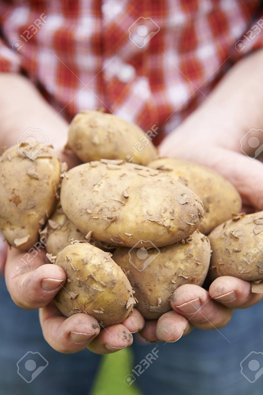 growing jersey royal potatoes