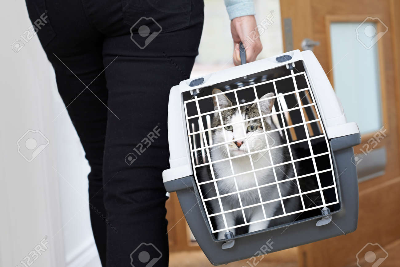 Woman Taking Pet Cat To Vet In Carrier - 58984278 Woman Taking Pet Cat To Vet In Carrier - 58984278