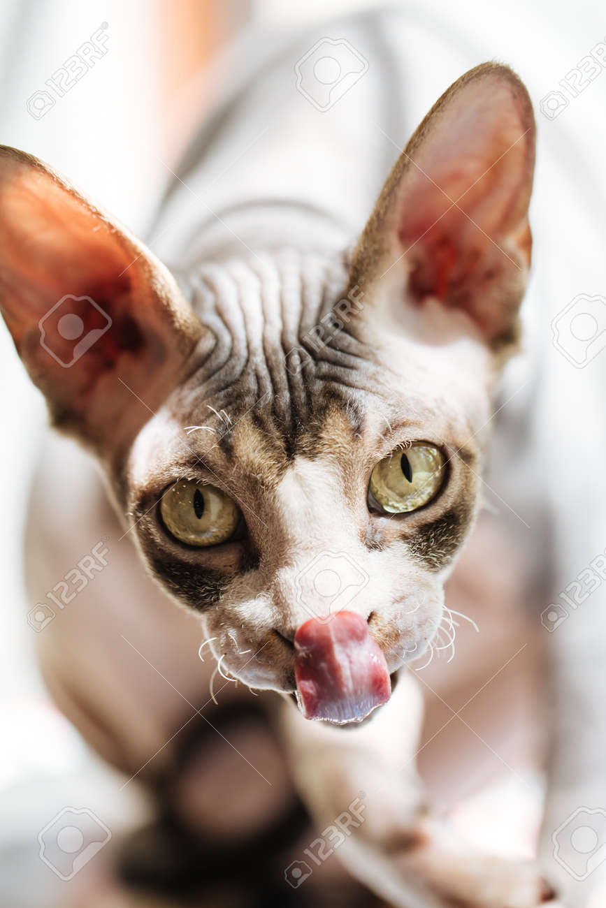 etiam-dictum-ipsum-a-felis