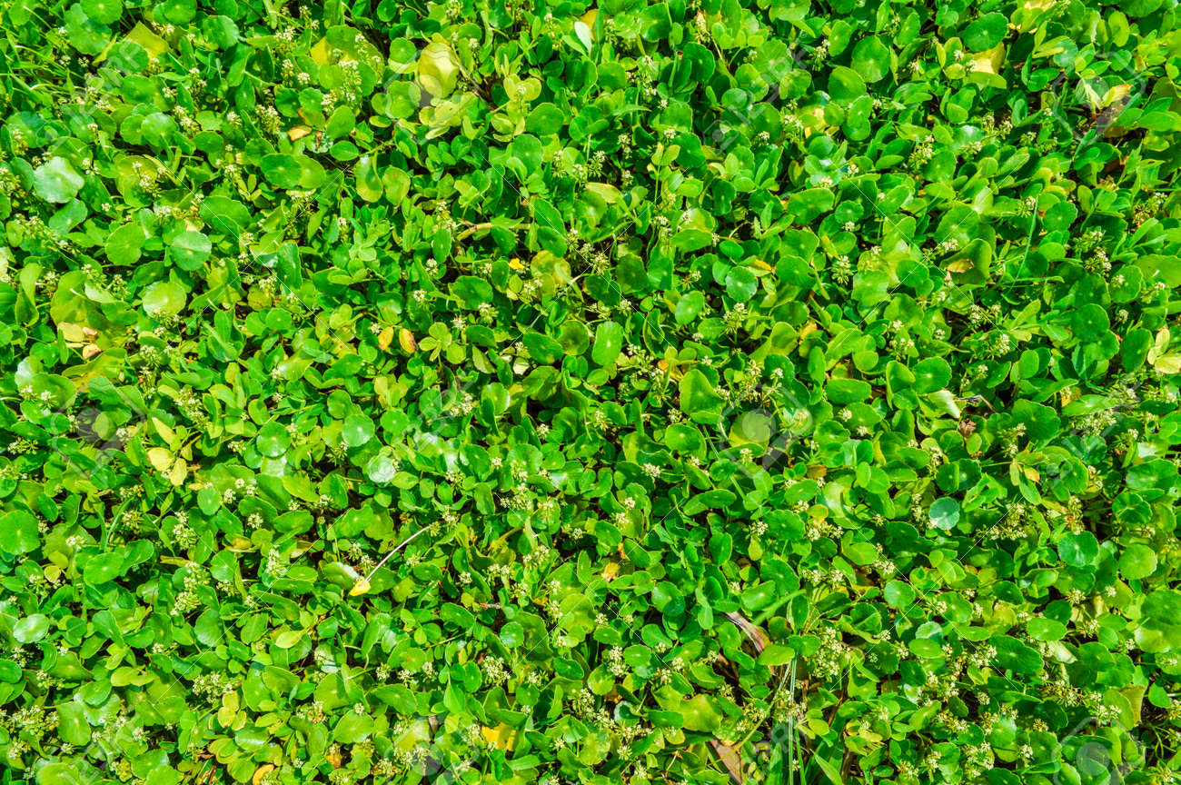 緑の植物テクスチャ の写真素材 画像素材 Image