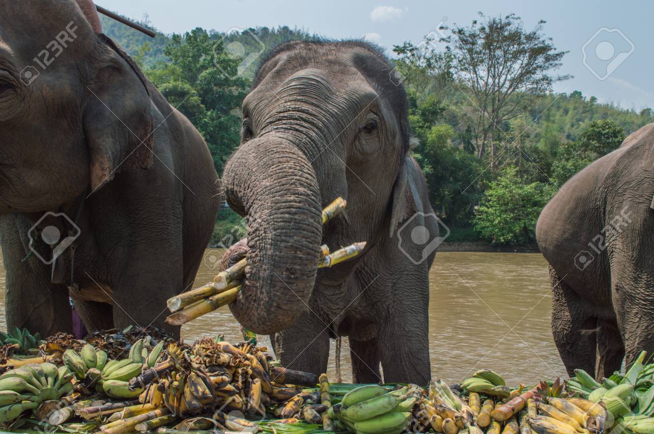 The Asian Elephants Eating Food Stock Photo, Picture and Royalty Free  Image. Image 100826878.