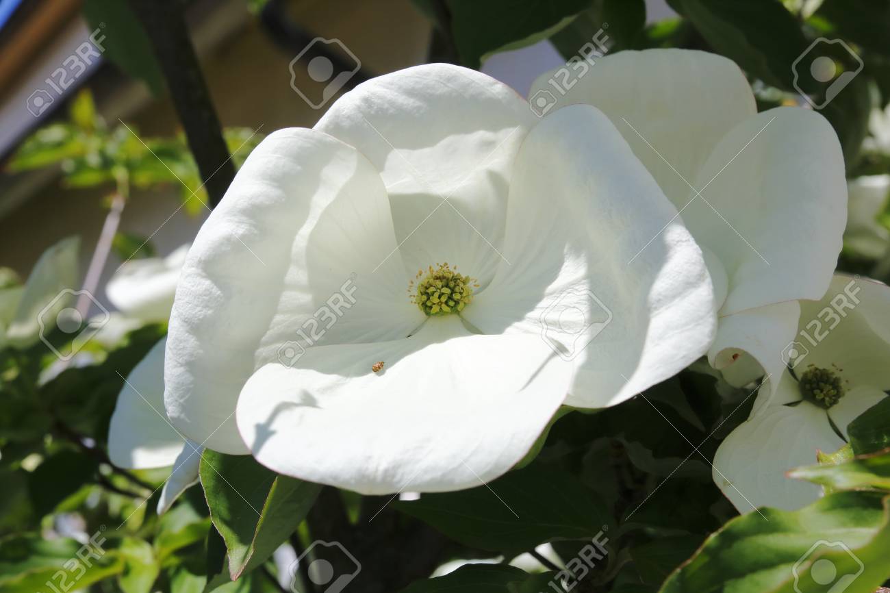 白いハナミズキ ミズキフロリダ金星を花します の写真素材 画像素材 Image