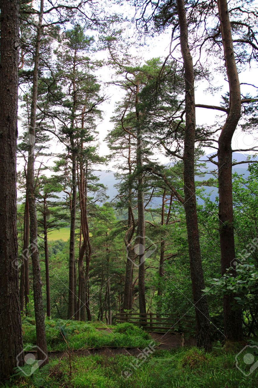 Wood Forest At The Fall Of Foyers With A View Of Loch Ness Stock