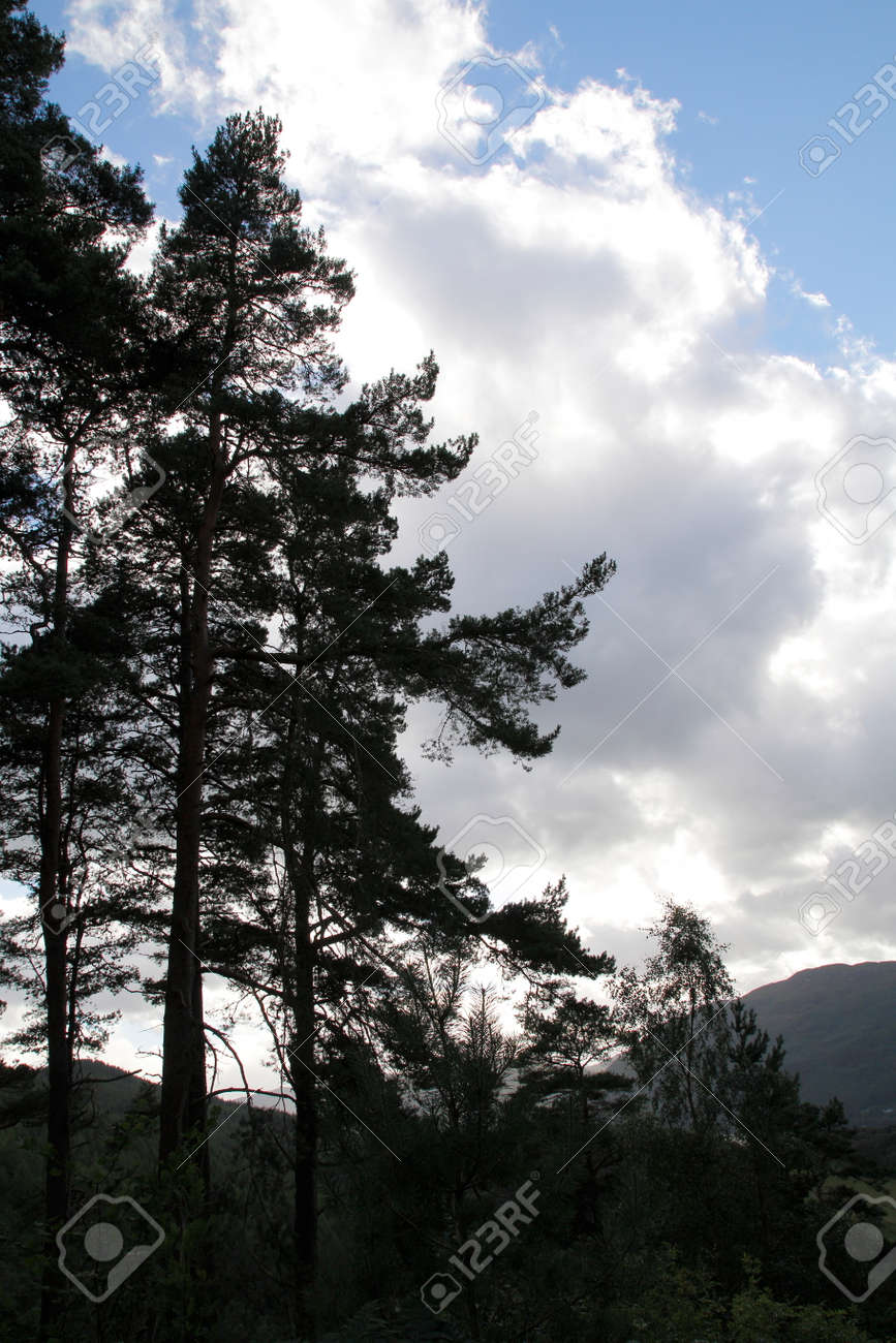 Wood Forest At The Fall Of Foyers With A View Of Loch Ness Stock