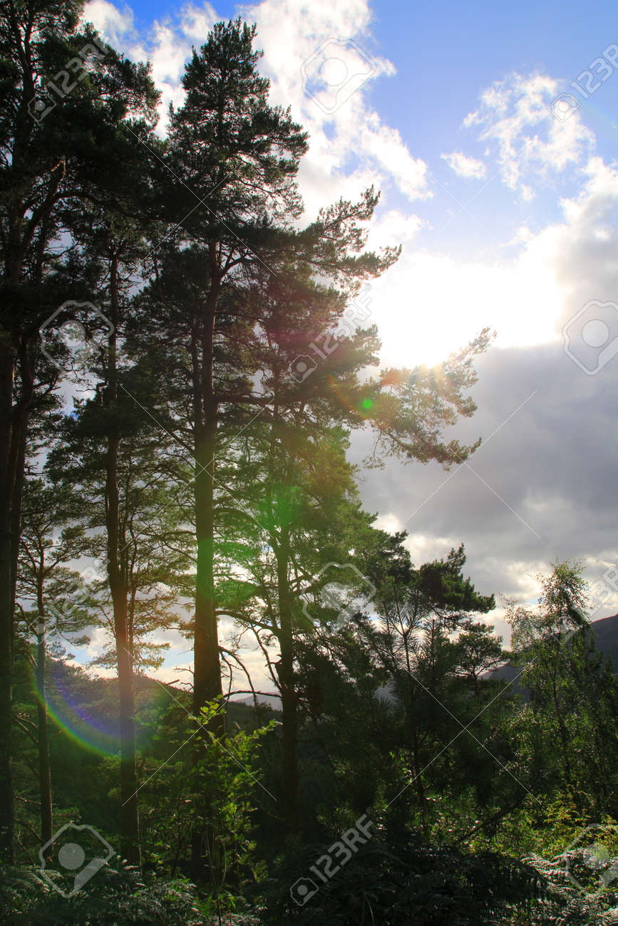 Wood Forest At The Fall Of Foyers With A View Of Loch Ness Stock