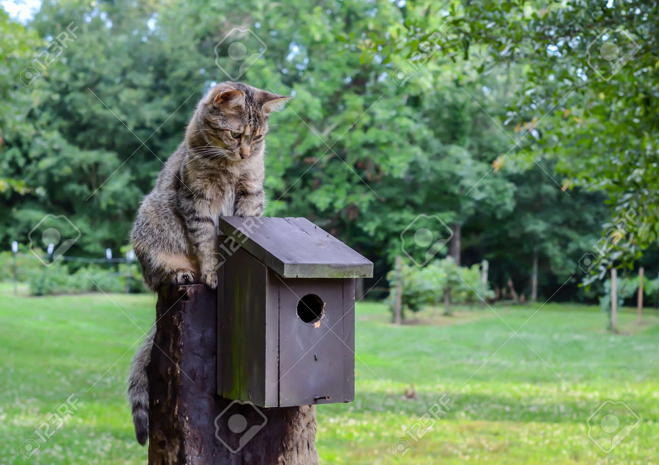 in house cat sitting