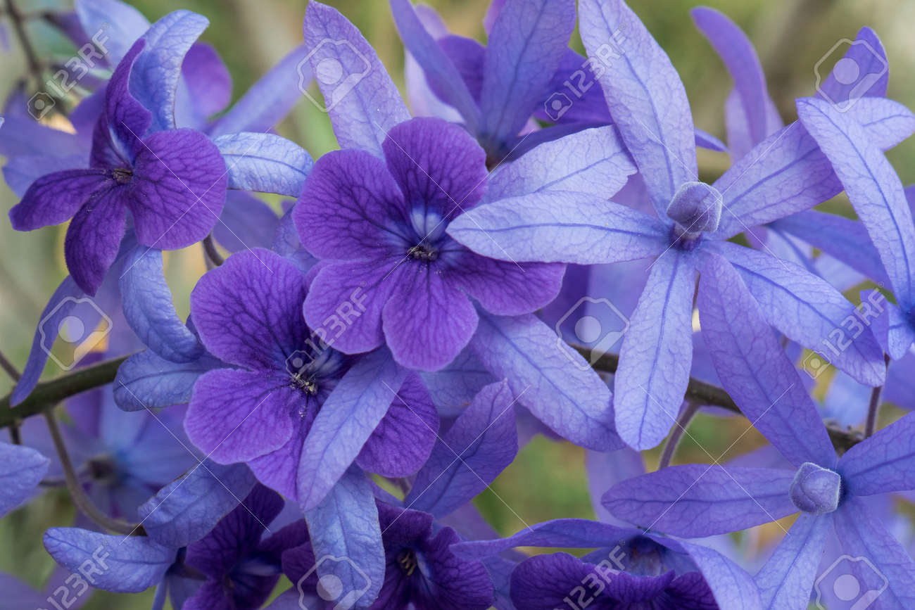 purple wreath sanpaper vine queens wreath flower petrea racemosa paper flower scientific name