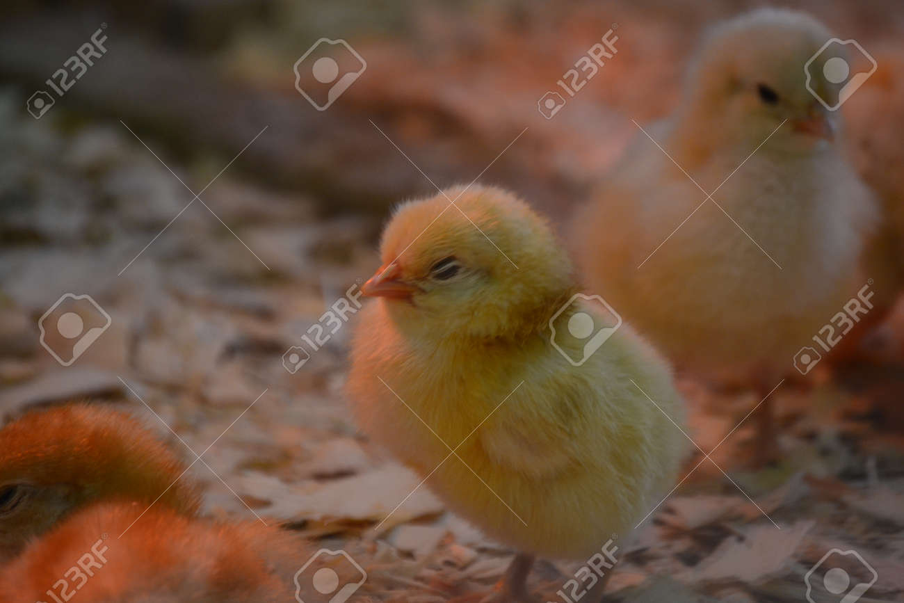 赤ちゃんひよこ の写真素材 画像素材 Image