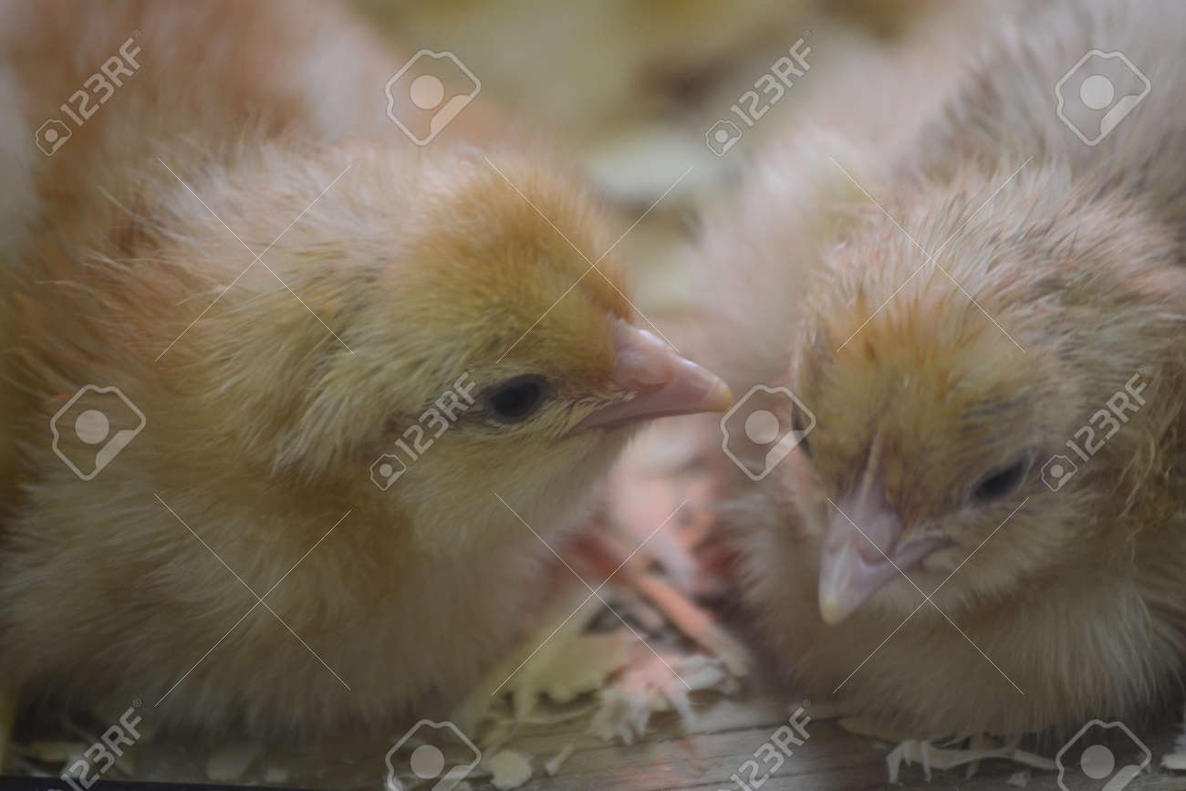 赤ちゃんひよこ の写真素材 画像素材 Image