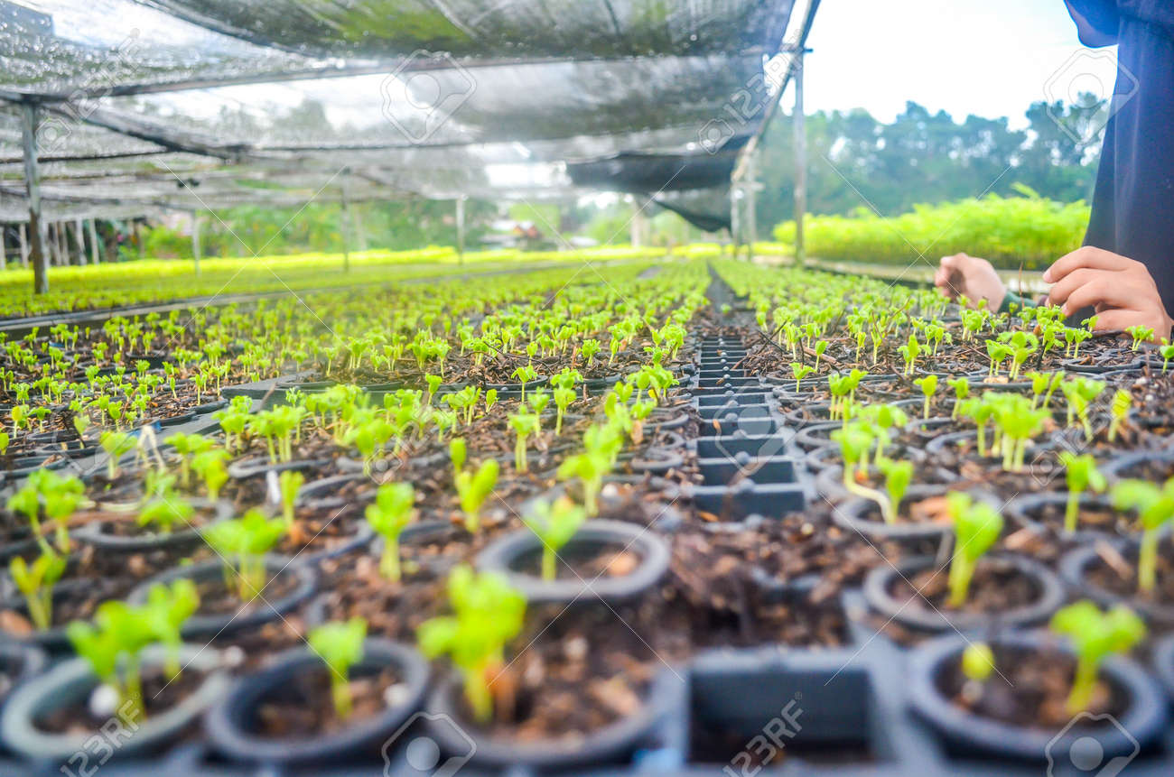 Seeds Of Fast Growing Tree Species In The Nursery Of Forest Concession Company In Indonesia Industrial And Environmental Background Stock Photo Picture And Royalty Free Image Image