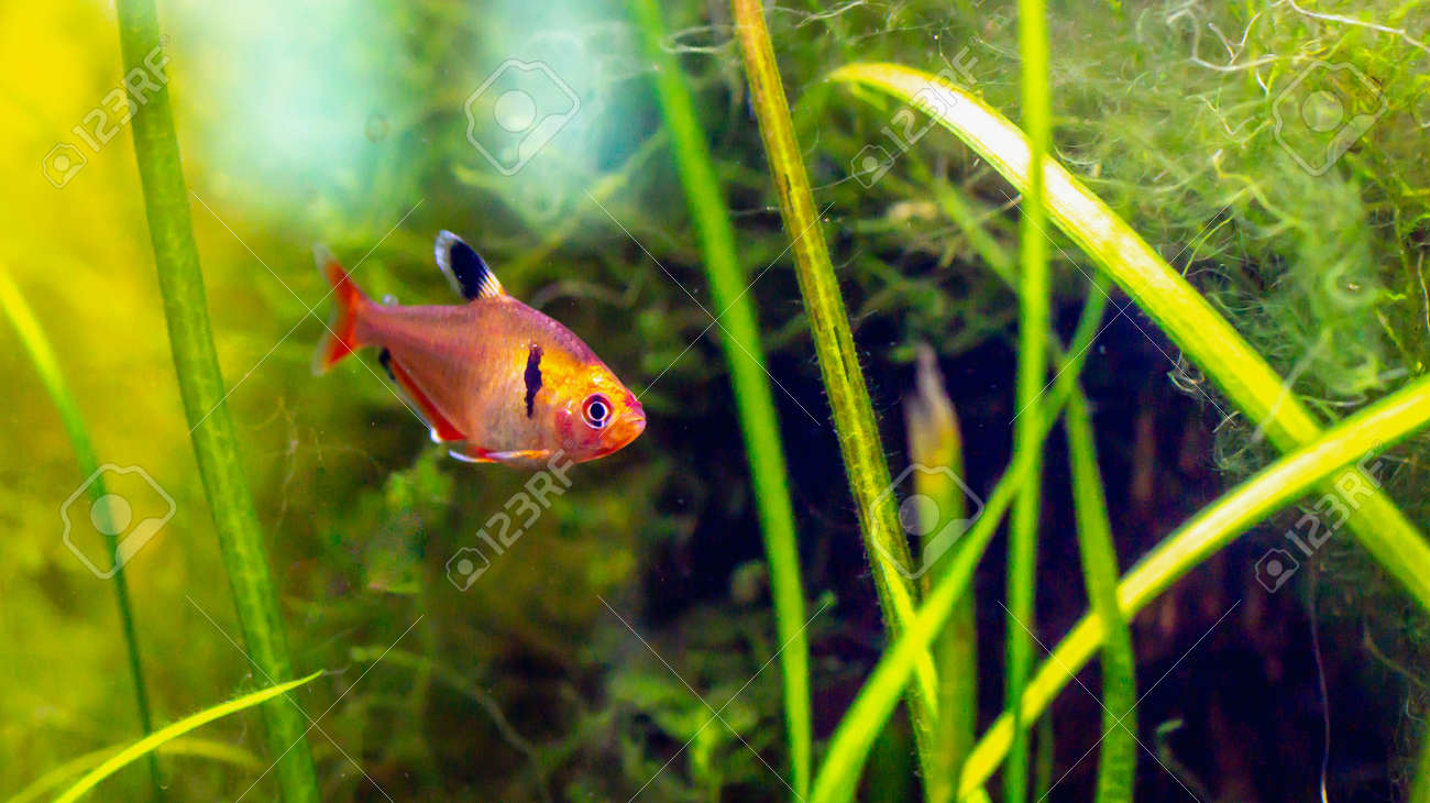 planted tank fish