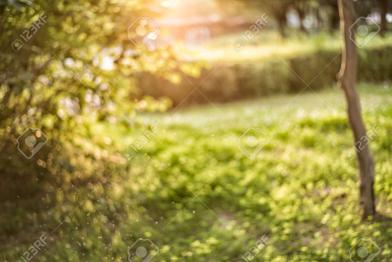 夕方の暖かい 暖かな日差し の写真素材 画像素材 Image