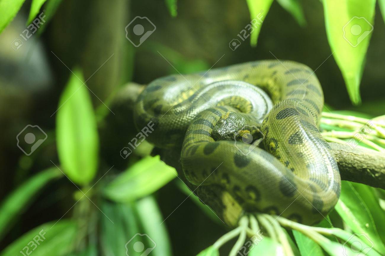 Close Up Green Anaconda In The Jungle Stock Photo Picture And Royalty Free Image Image Close Up Green Anaconda In The Jungle Stock Photo Picture And Royalty Free Image Image