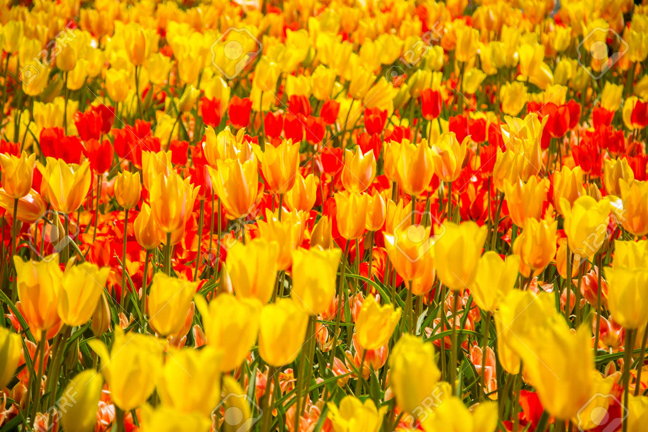 amsterdam netherland april 20