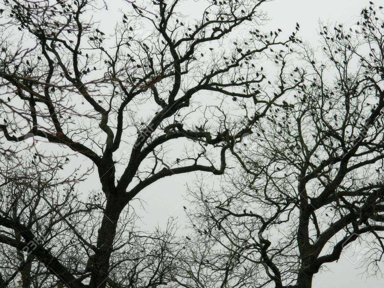 遠くの木の枝に止まっている鳥たち の写真素材 画像素材 Image 17123909