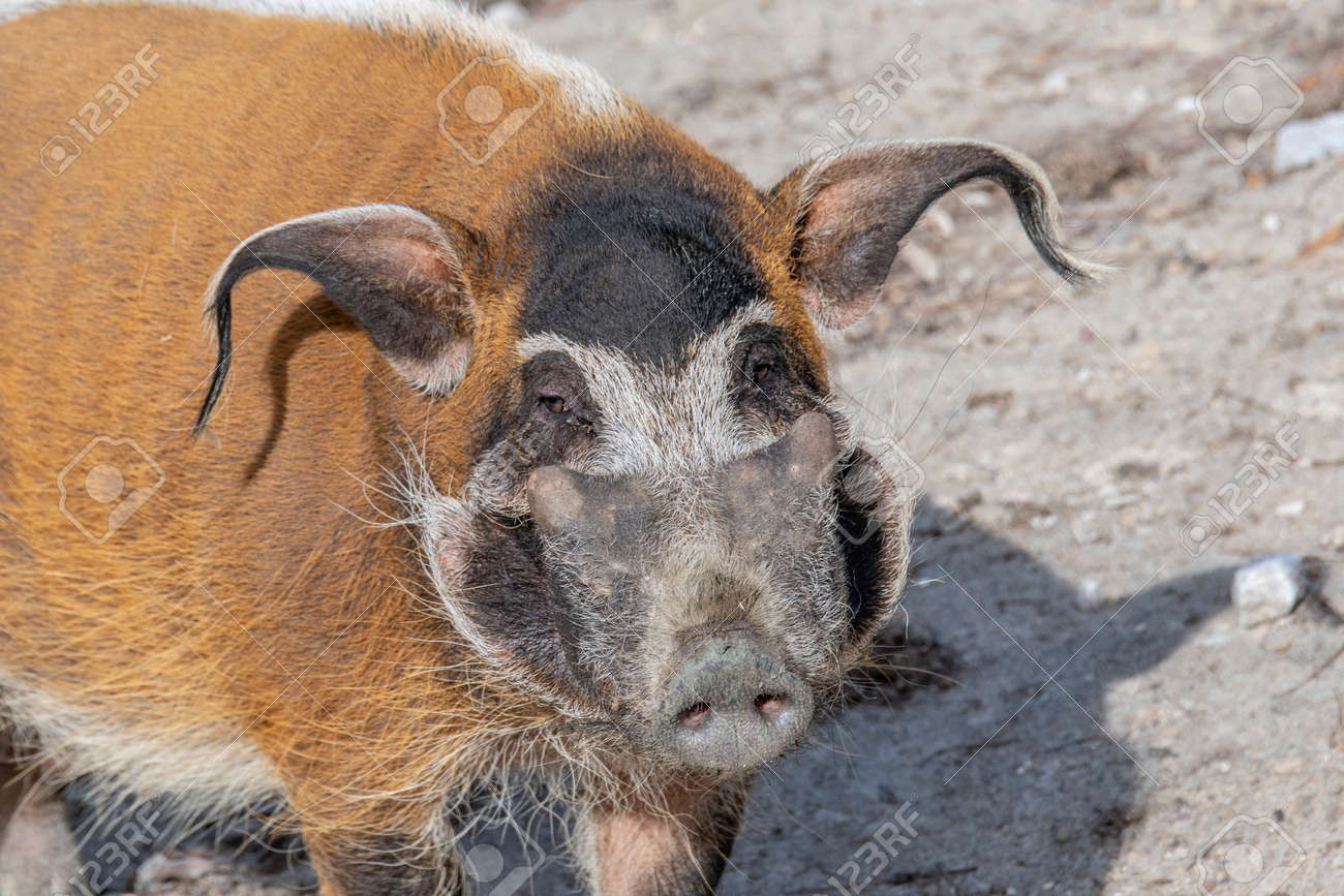 Red River Hog (Potamochoerus Porcus), Also Known As The Bush Pig