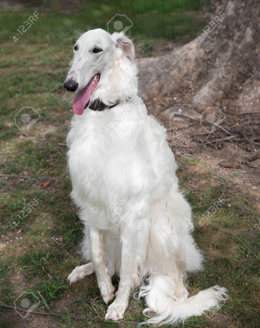 white borzoi