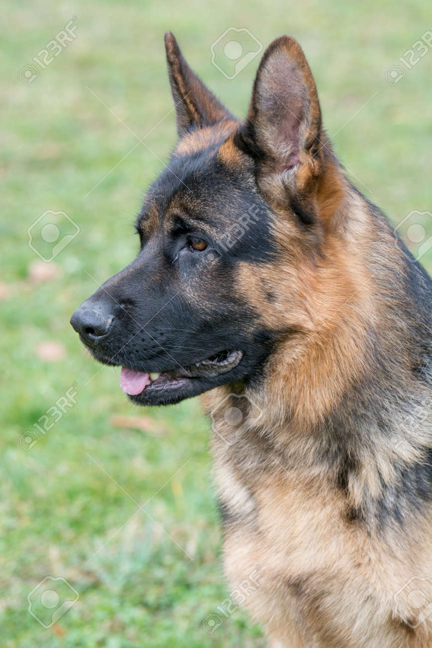 purebred male german shepherd