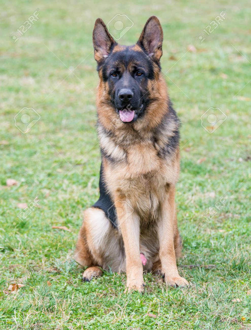 purebred male german shepherd