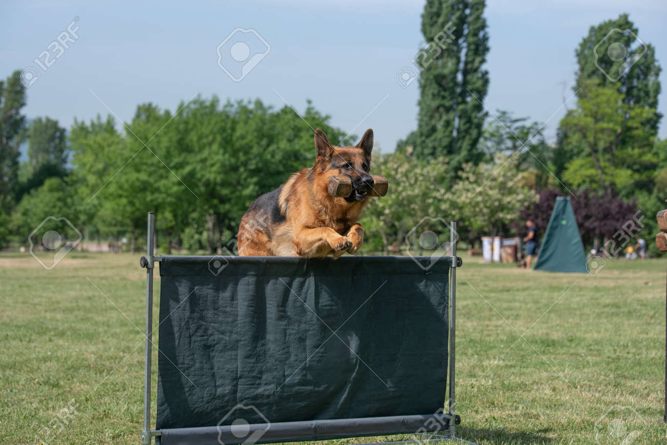 german shepherd agility competition