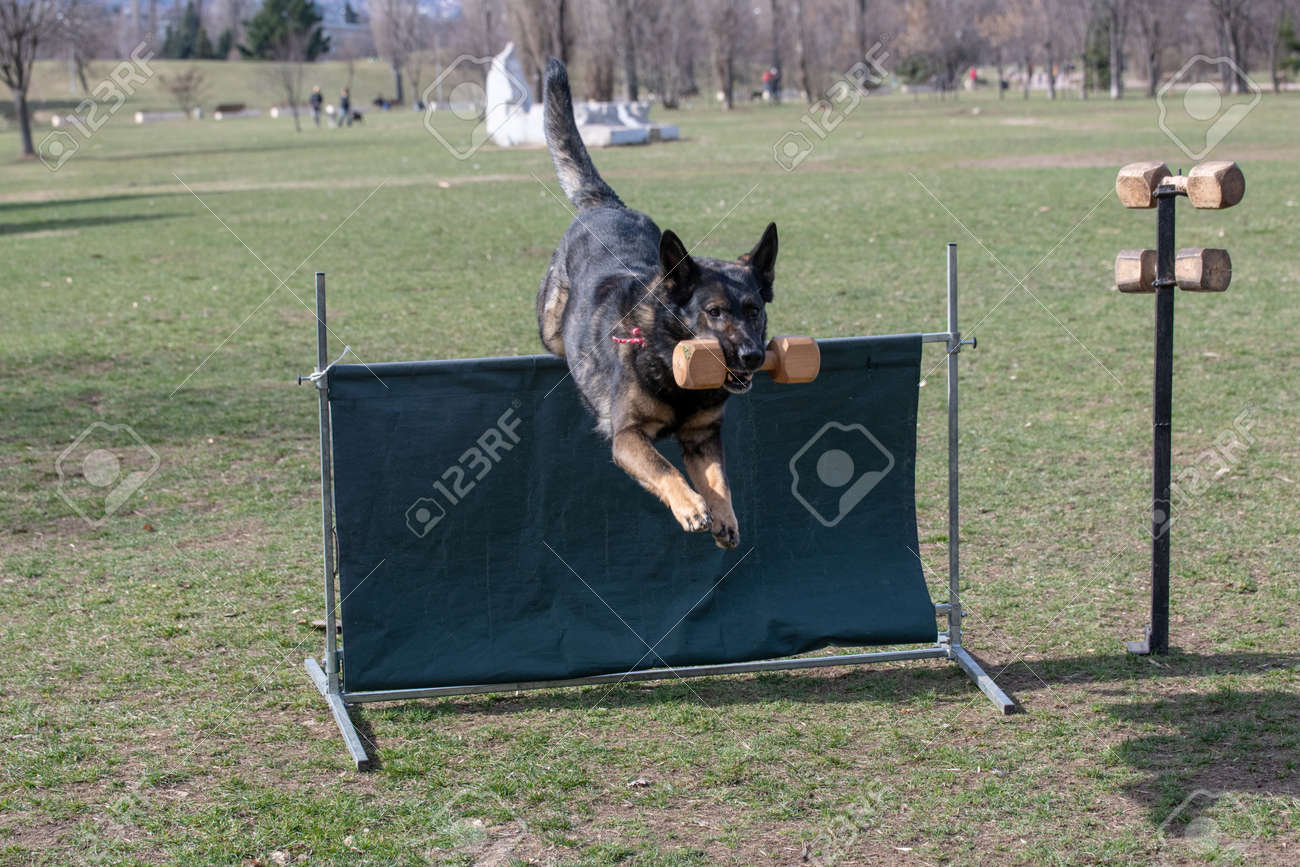 german shepherd agility competition
