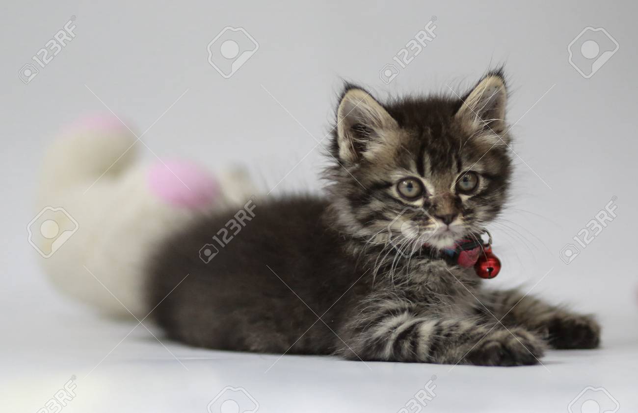 black and white persian kitten