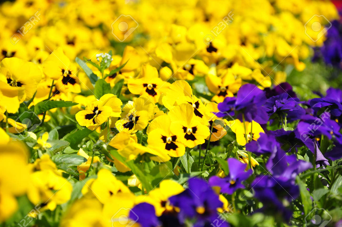 etiam-dictum-ipsum-a-felis