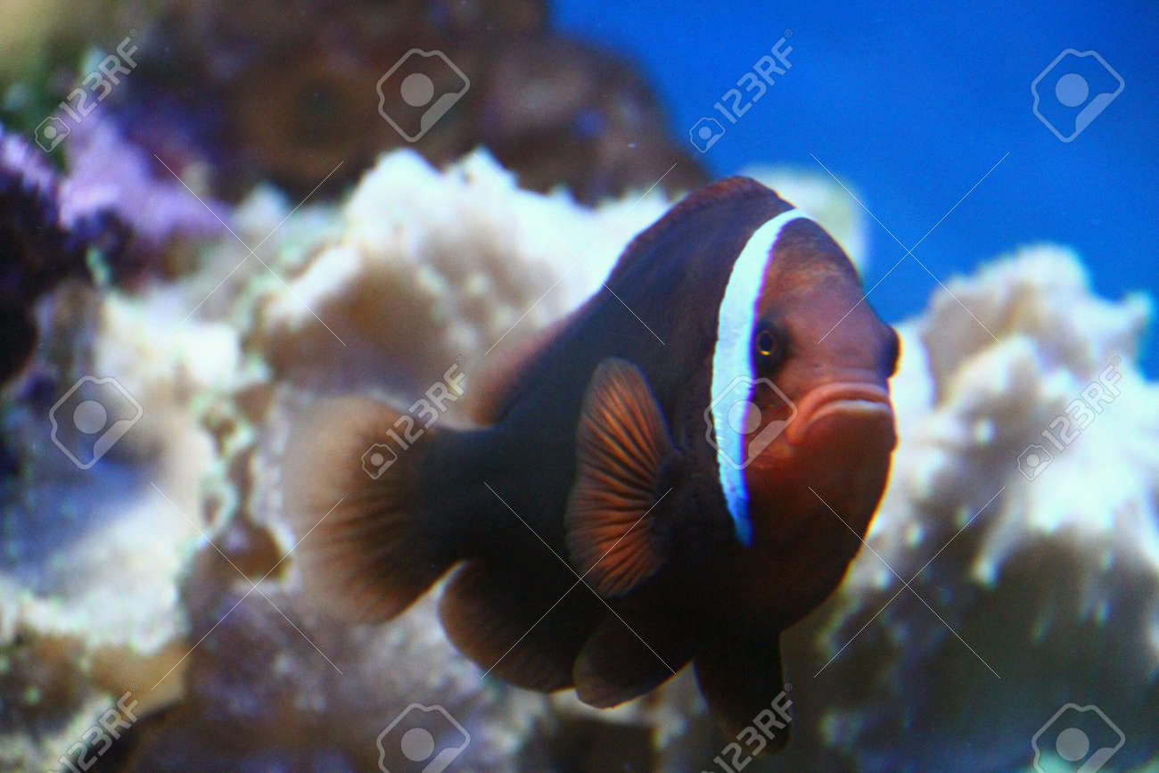 熱帯魚水槽サンゴ海面白いかわいい の写真素材 画像素材 Image