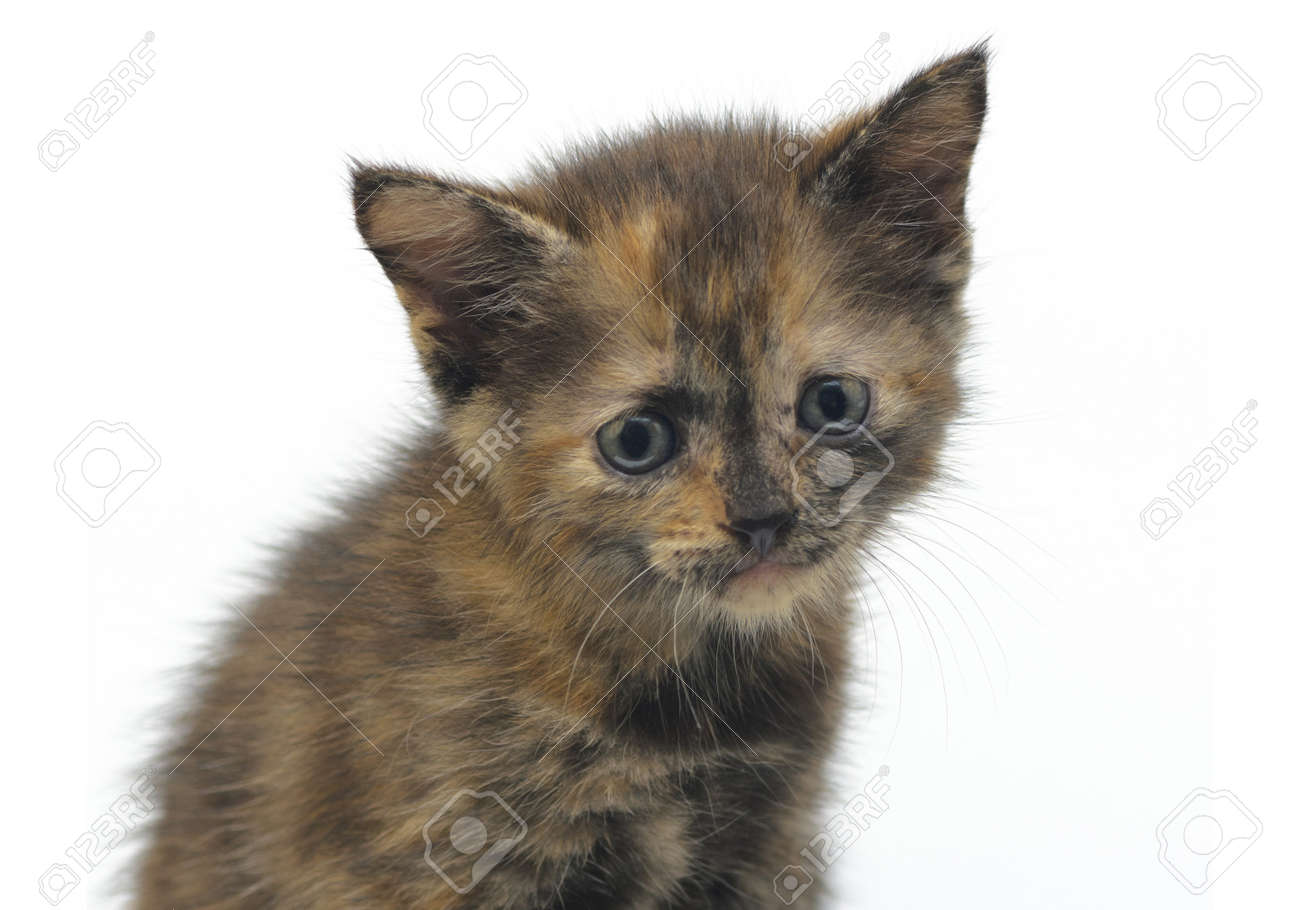 Kleine poesje PICT