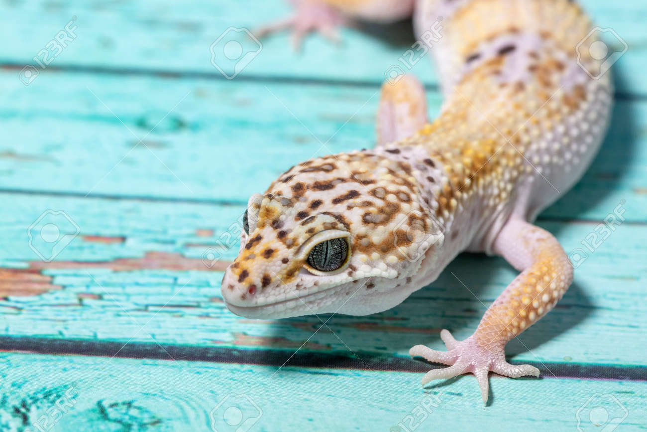 I'm panicking really bad my geko has this blue stuff inside her stomach and  she hasn't been eating can someone with experience please tell me what this  is. You can see it, image size:1300x867
