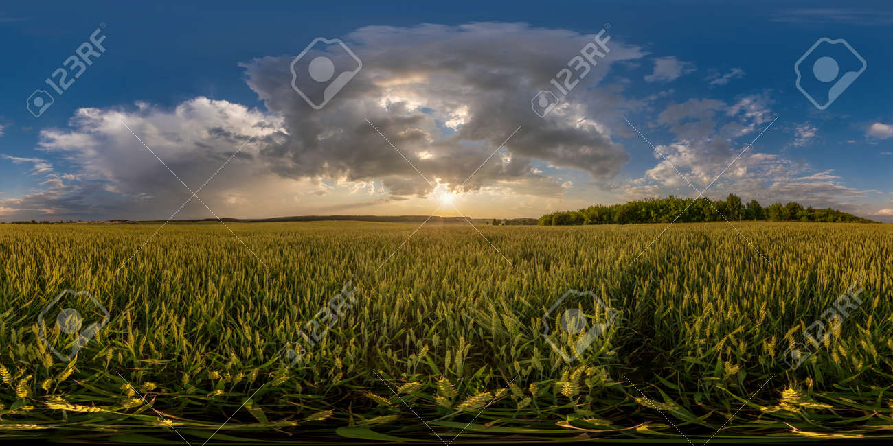 Evening Sunset Hdri Panorama 360 View Among Farming Wheat Or Rye.