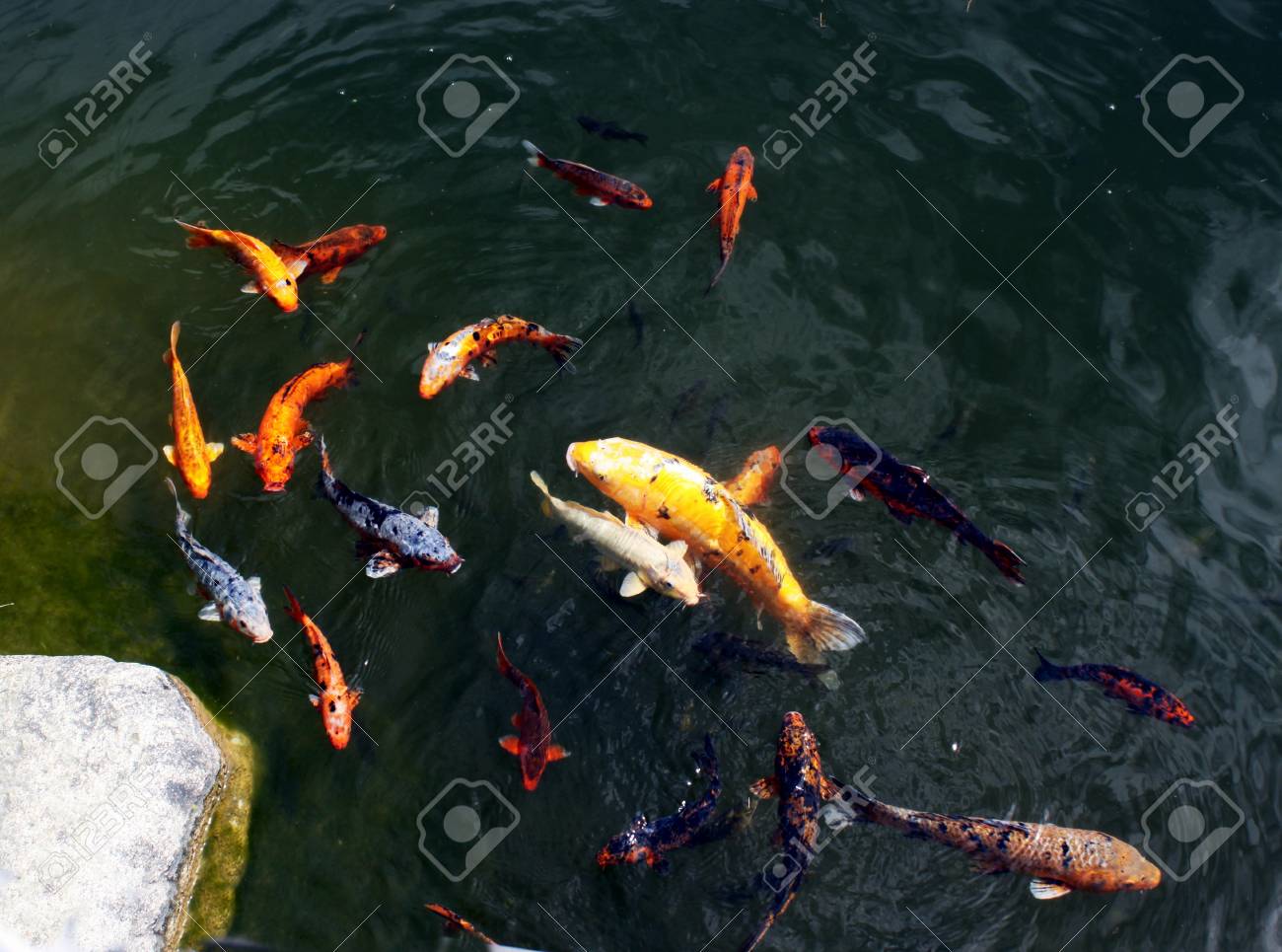 etiam-dictum-ipsum-a-felis