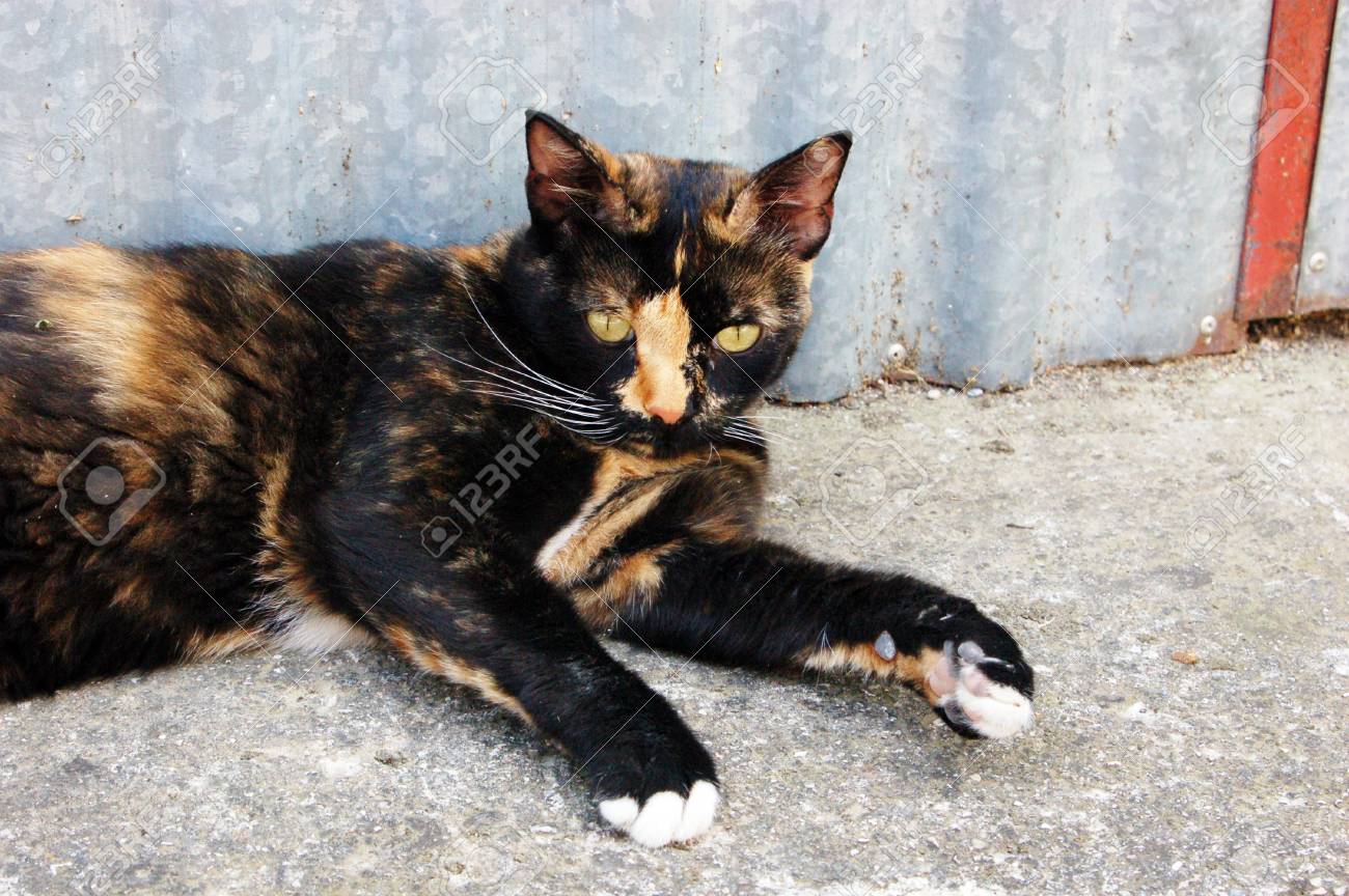 etiam-dictum-ipsum-a-felis