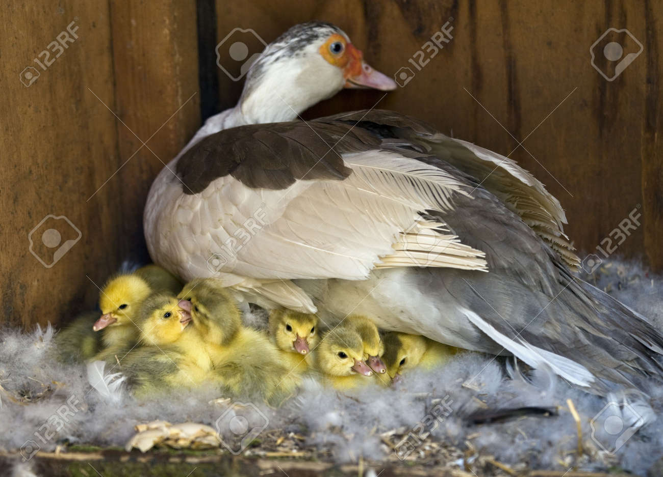フランス鴨、バリケン 初生雛 3羽 フランス鴨、バリケン 初生雛 3羽