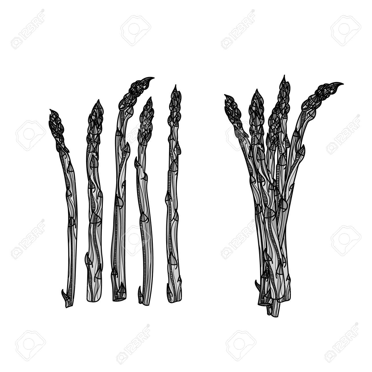 アスパラガスの茎5本とアスパラガスモノクロベクターイラストの束 のイラスト素材 ベクタ Image 90098481