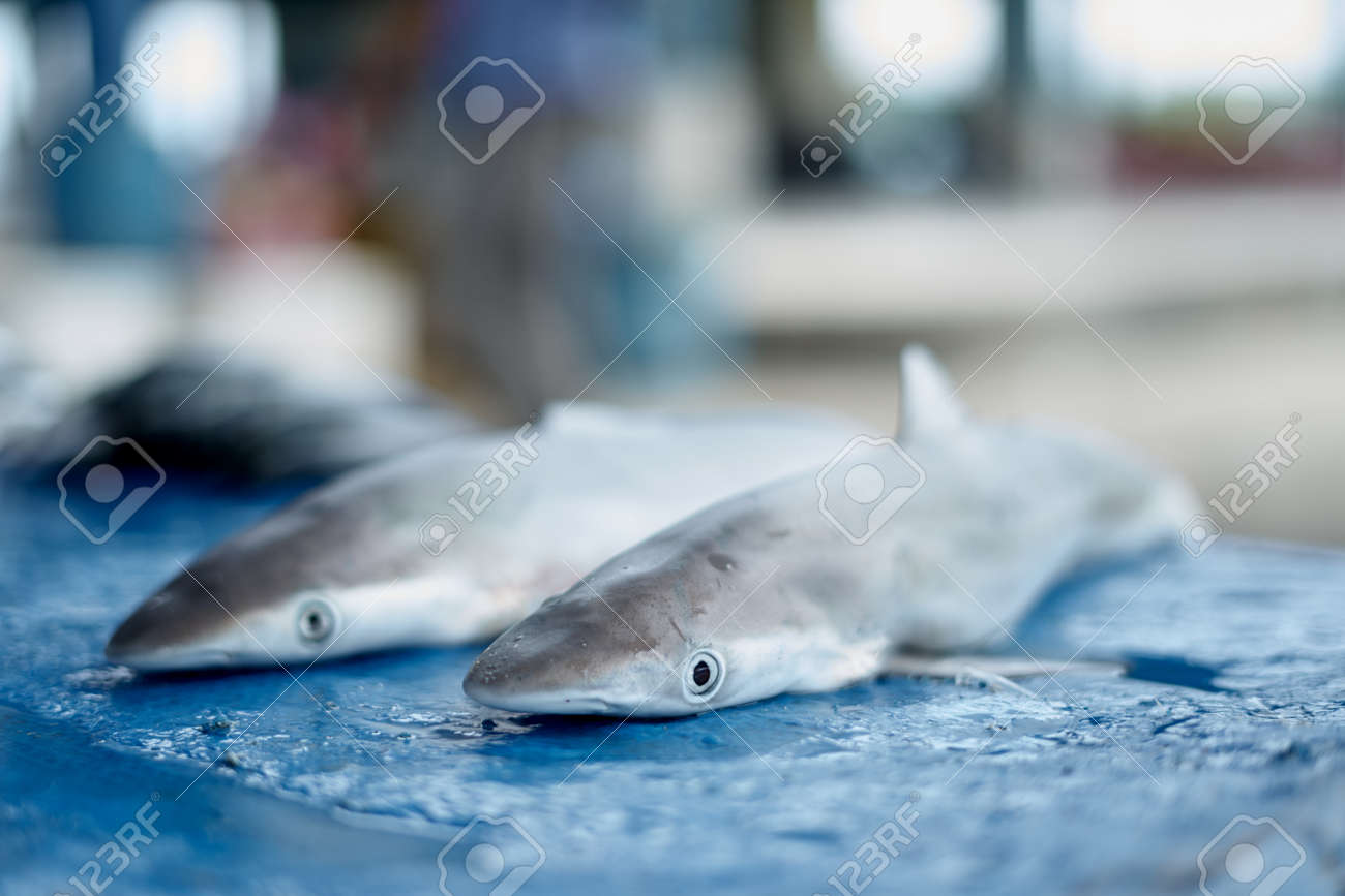 Small Baby Shark For Sale At Seafood Market Stock Photo Picture And Royalty Free Image Image 142815527