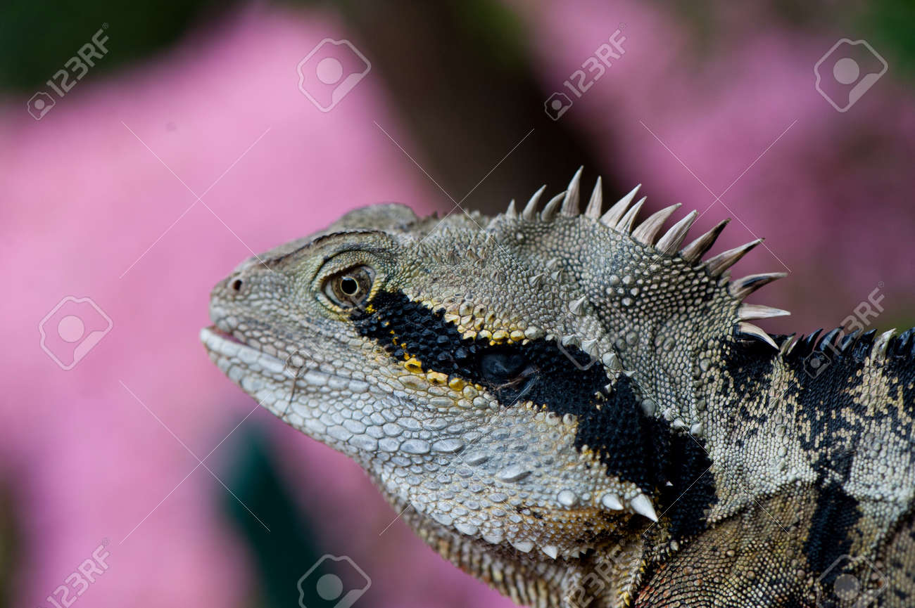 etiam-dictum-ipsum-a-felis