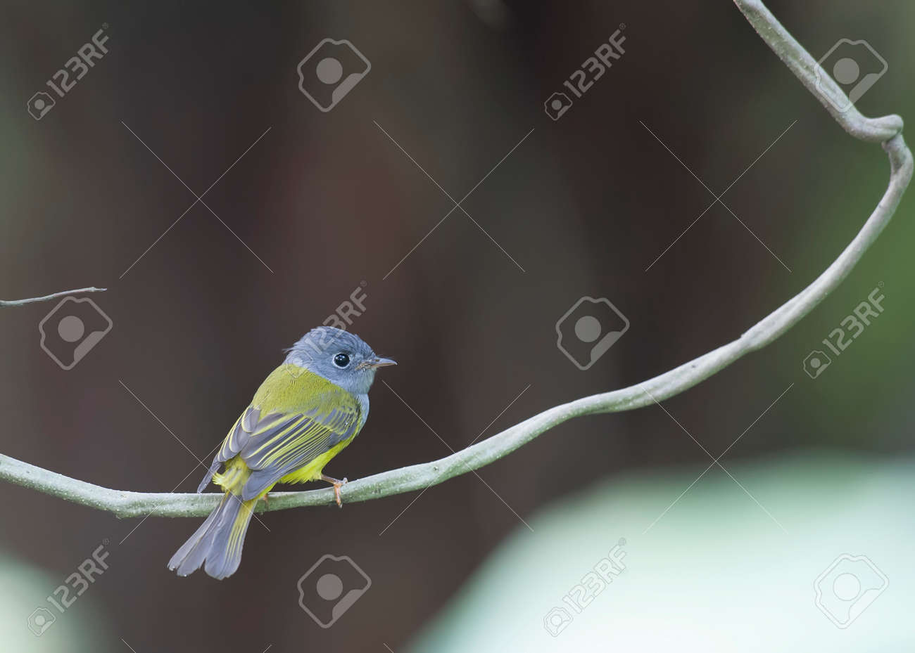 etiam-dictum-ipsum-a-felis