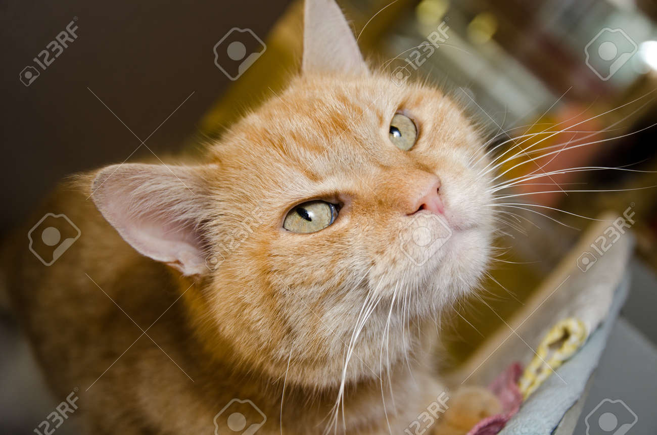 Orange Cat With Mean Look Staring At Camera Stock Photo Picture And Royalty Free Image Image