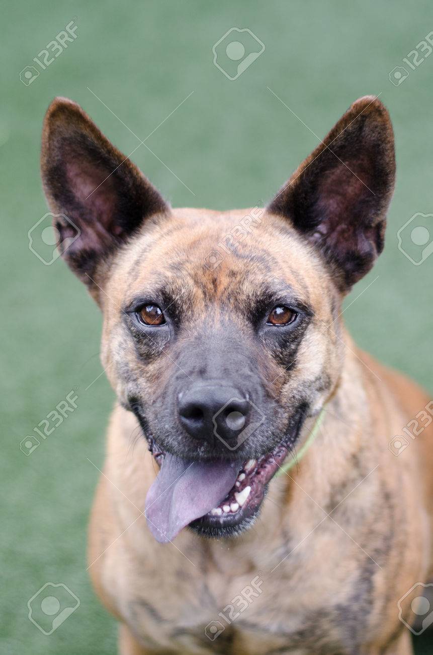 dog breeds with large ears that stand up
