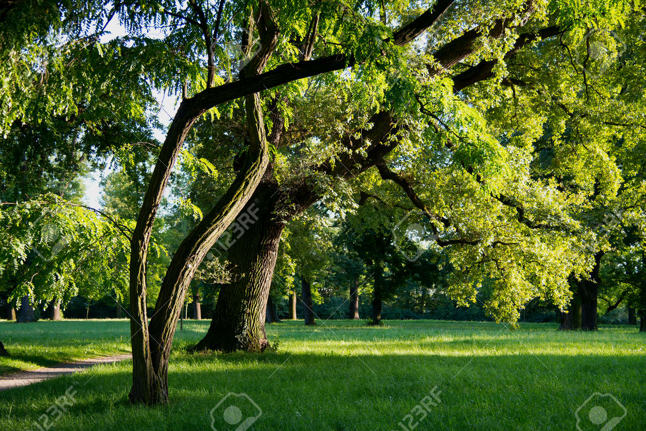 crisply evening sun and powerful luscious green trees in the stock
