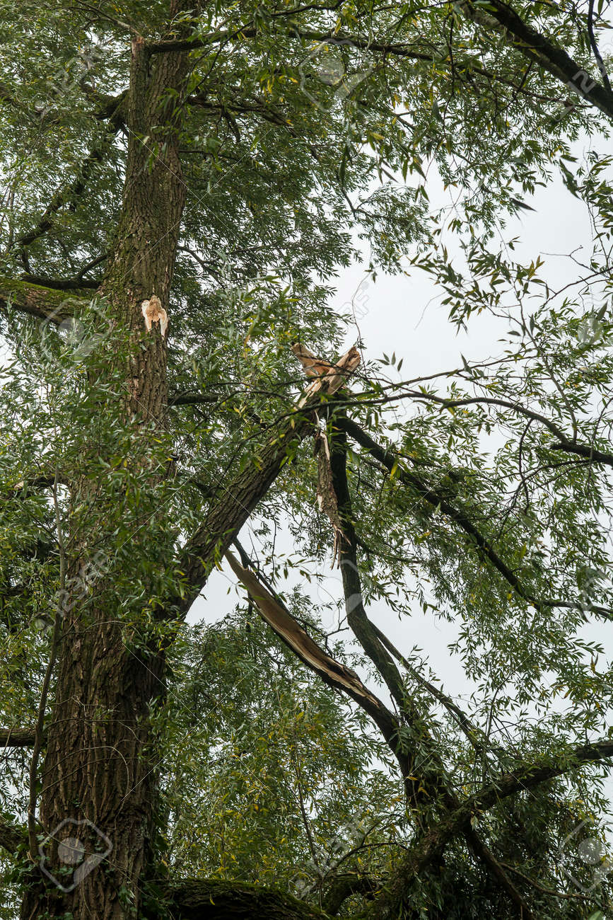 嵐の損傷。森の中の大きな木から折れた枝 の写真素材・画像素材. Image 