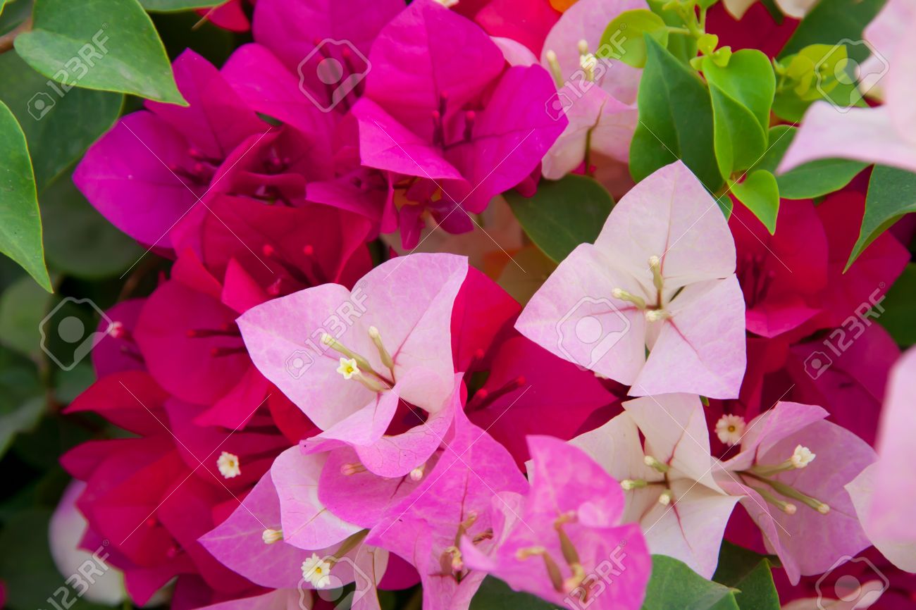 colorful bougainvillea paper flowers stock photo picture and paper flower bougainvillea
