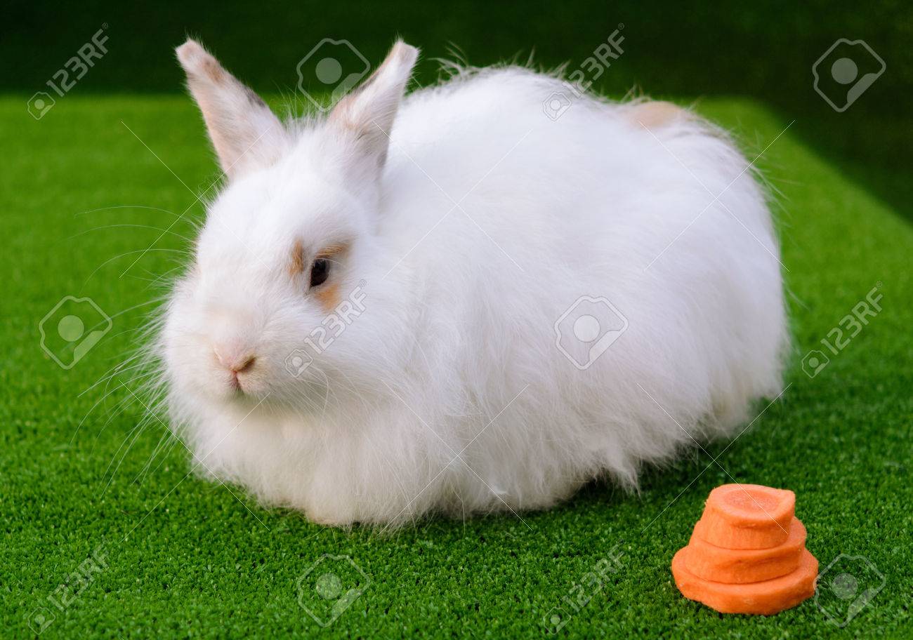 a cute bunny