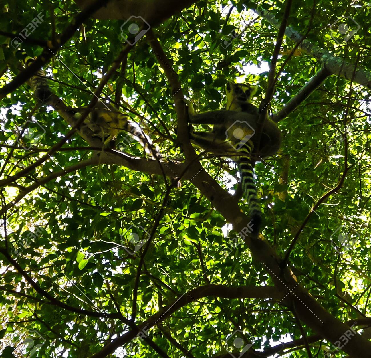 Portrait Of The Ring Tailed Lemur Lemur Catta Aka King Julien