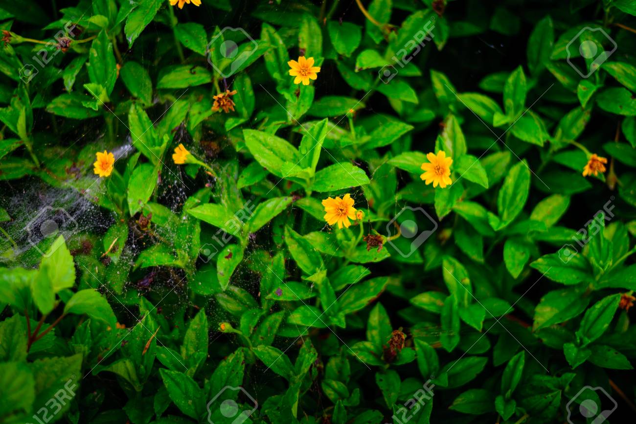 etiam-dictum-ipsum-a-felis