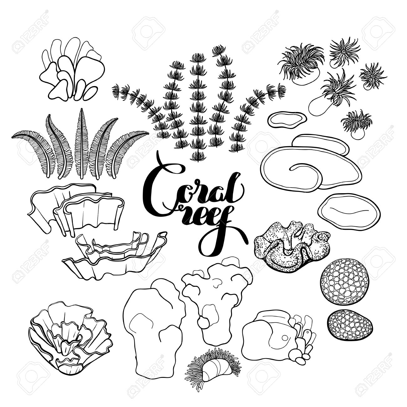 collection de plantes oceaniques et des elements recifs coralliens en trait style d art isole sur blanc coloriage design clip libres droits vecteurs illustration image 51484780 chauve-souris