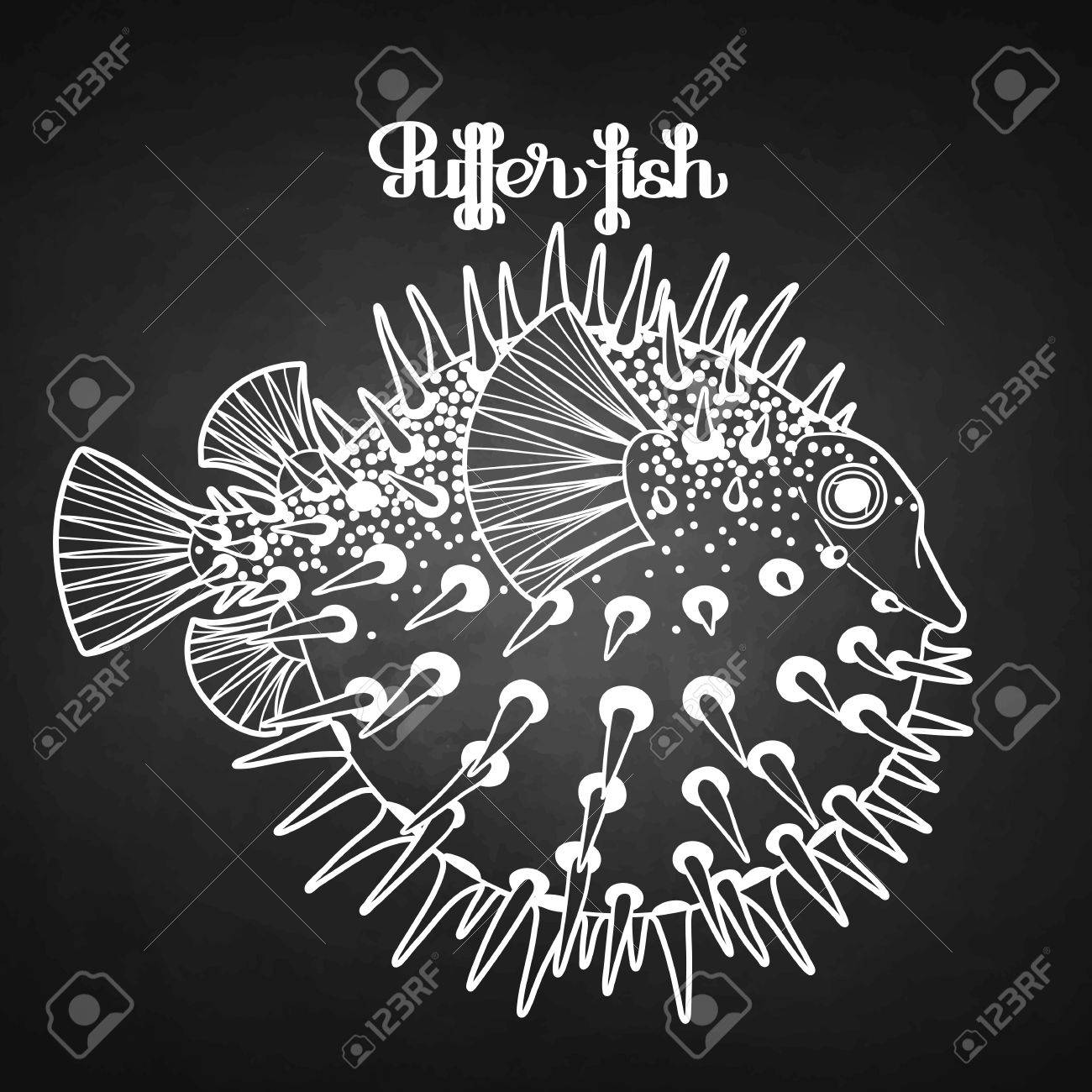 graphic puffer fish isolated on chalkboard sea hedgehog royalty