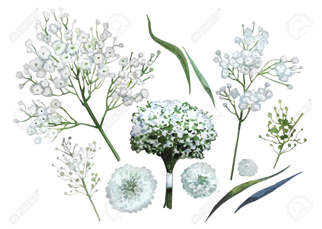 Watercolor Gypsophila Set Floral Design Element Isolated On Stock Photo Picture And Royalty Free Image Image